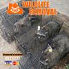 Photo for Wildlife Removal South Bend
