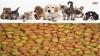 Photo for A Recent Study Says That “Pet Food Packaging Market” Will Make a Huge Impact by 2024