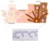 Photo for Keratinocyte Cells