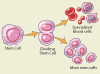 Photo for Adult Stem Cells