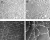 Photo for mouse endothelial cell line