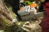 Photo for J&J Tree Services
