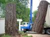 Photo for P And D Tree Service