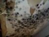 Photo for Mold Cleanup Bakersfield