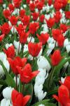 Photo for Dutch Grown - Wholesale Flower Bulbs