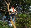 Photo for Gwinnett Tree Service
