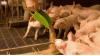 Photo for Swine Feed Market - Global Industry Analysis, Size and Development Report