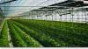 Photo for Greenhouse Irrigation Market - Global Industry Analysis, Size and Development Report