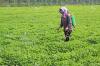 Photo for Global Foliar Fertilizers Market Forecast To 2024