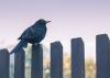 Photo for Fence Companies Buffalo
