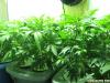 Photo for Sea of Green Hydroponics