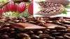 Photo for Cocoa Beans Market - Growth, Trends, Analysis, and Forecast (2019 — 2024)