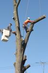 Photo for All Seasons Tree Service