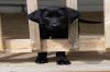 Photo for How to Keep Your Dog Safe This Summer?