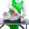 Photo for Shaggy Chic Pet Grooming
