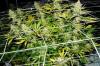 Photo for The Green House Dispensary
