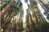 Photo for Tree Removal Services Houston