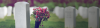 Photo for Dog Funeral Service New York | Virtual Funerals