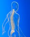 Photo for Syringomyelia Market Growth Europe and USA | Demographics | Maps | Graphs | FDA Approval | Global Forecast 2018-2023