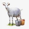 Photo for 2025 Goat Milk Market CAGR Value, Outlook, Segment and Forecast Report