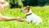 Photo for La Veta Pass Kennels