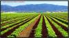 Photo for Latin American Micro Irrigation Market Potential Growth, Analysis, Strategies and Forecast 2024