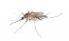 Photo for Tactical Pest Control, LLC