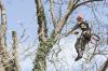 Photo for Texas Tree and Lawn Services