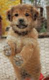 Photo for Adrienne’s Pet Salon