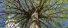 Photo for Above and Beyond Tree Service
