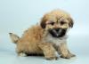 Photo for Chews A Puppy