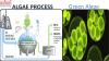 Photo for Algae Products Market Trends, Size, Share, Growth and Forecast 2024