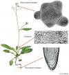 Photo for Plant Stem Cell Market New Business Opportunities and Investment Research Report 2018-2026