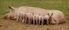 Photo for About The Comparison Of Electronic Sow Feeders