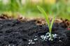 Photo for Nitrogenous Fertilizers Market Growth Analysis and Future Demand with Forecast up to 2024