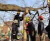 Photo for Ducks Tree Service