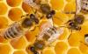 Photo for Budget Bee Removal
