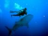 Photo for Best Scuba Diving in Bali