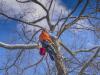 Photo for Detroit Tree Service
