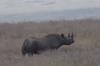 Photo for safari to africa