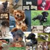 Photo for Dog Pet id tags