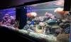 Photo for Reef Aquariums Market - Size, Share, Outlook and Opportunity Analysis, 2015 – 2026