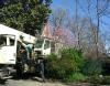 Photo for AAA Tree Service