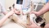 Photo for Global Veterinary Ultrasound Market Positive Growth and Forecasts by 2023