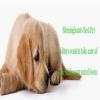 Photo for Birmingham Dog Walks