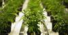 Photo for Technological Innovations To Boost The Cannabis Testing Market By 2026