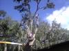 Photo for The Real Pink Tree Service