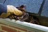 Photo for Home Gutter Cleaning