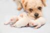 Photo for Zoetis CEO: Protecting our Pets | Mad Money | CNBC