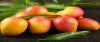 Photo for Mangoes Suppliers in India